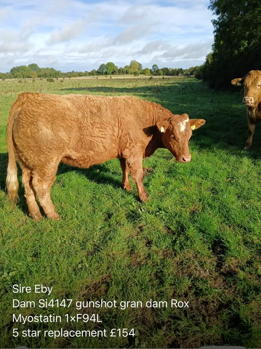 Breeding heifers ballinasloe mart 30th - Image 4