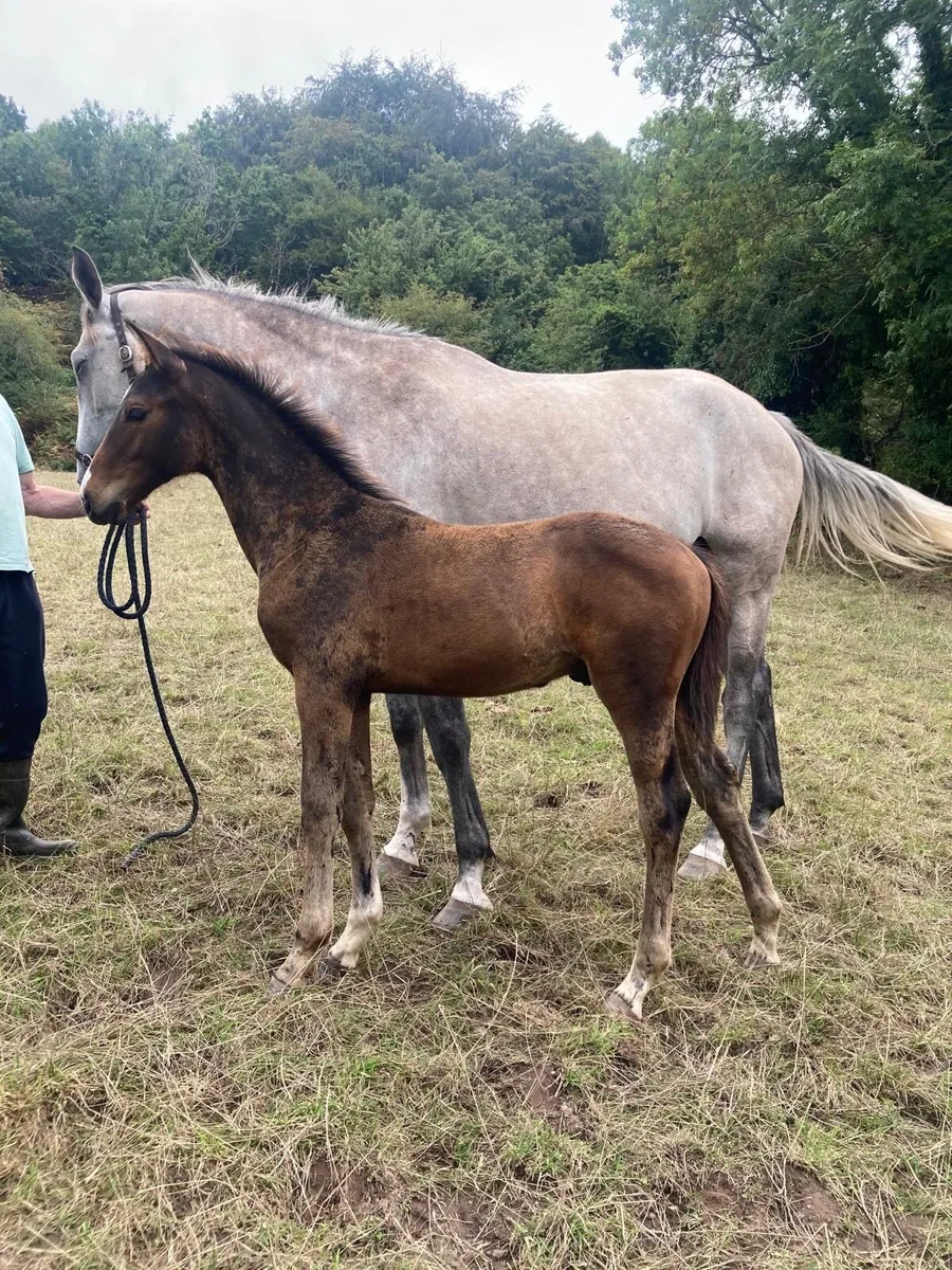 OBOS Quality colt foal - Image 1
