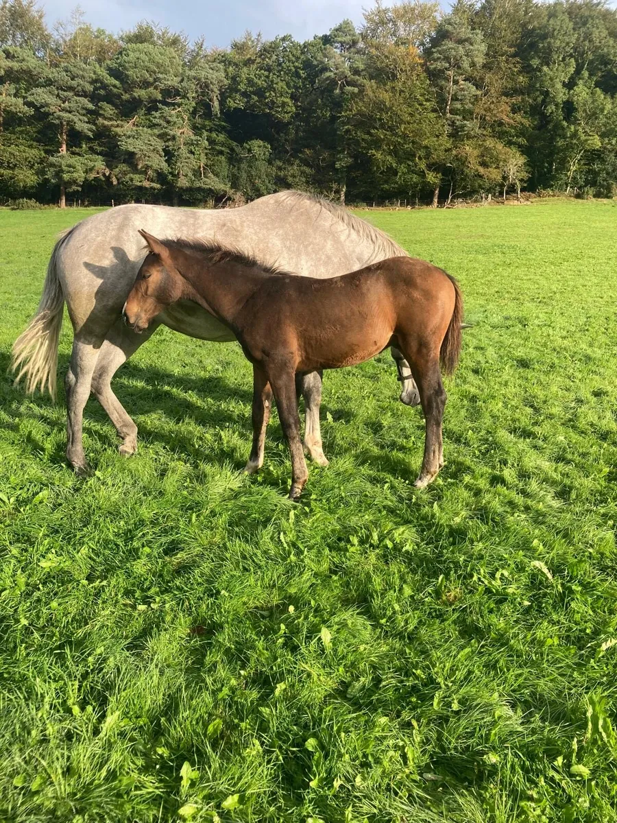OBOS Quality colt foal - Image 3