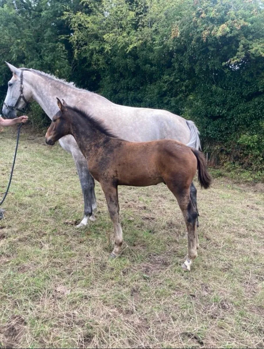 OBOS Quality colt foal - Image 2