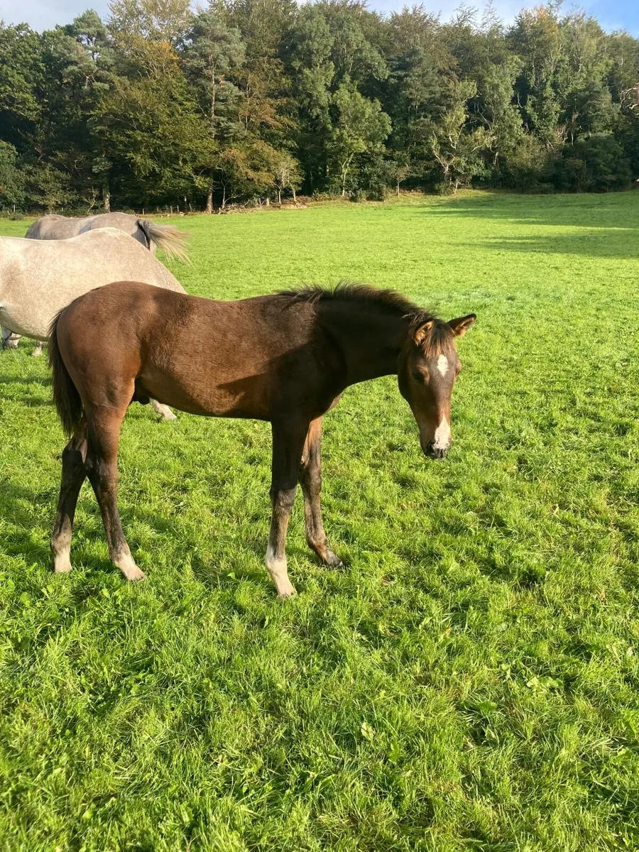 OBOS Quality colt foal - Image 4