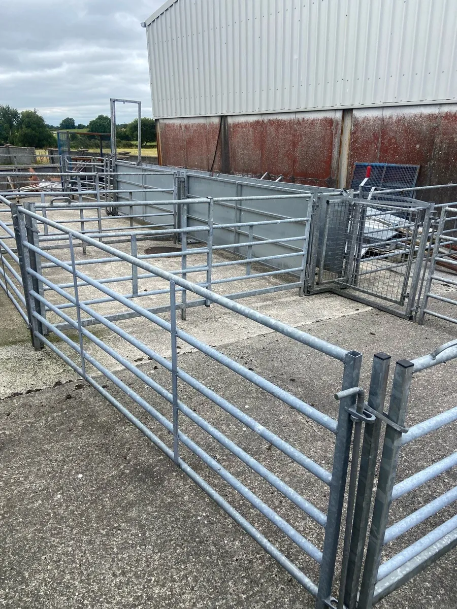 Sheep race and penning, scales, crate, creep - Image 1