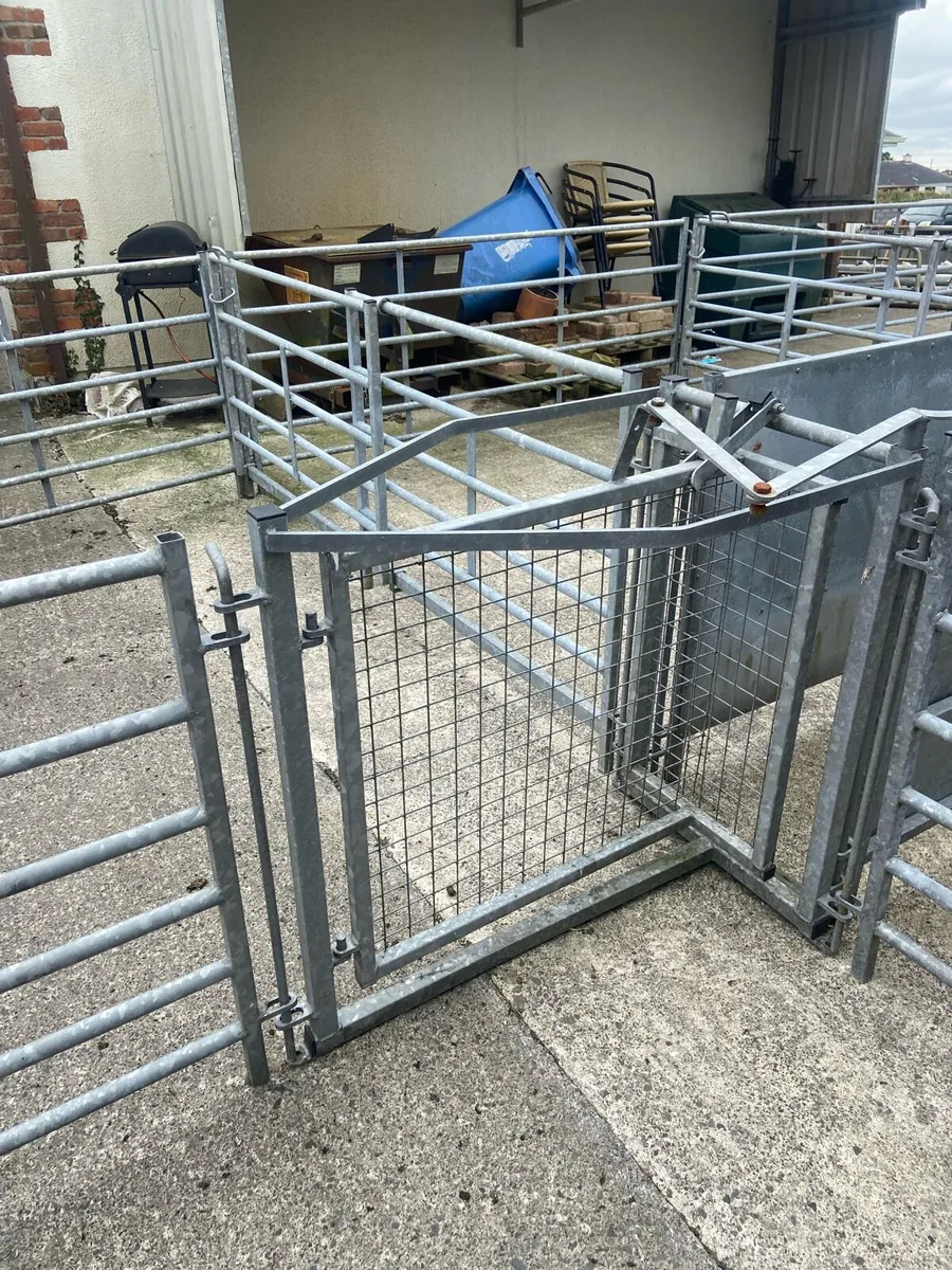 Sheep race and penning, scales, crate, creep - Image 3