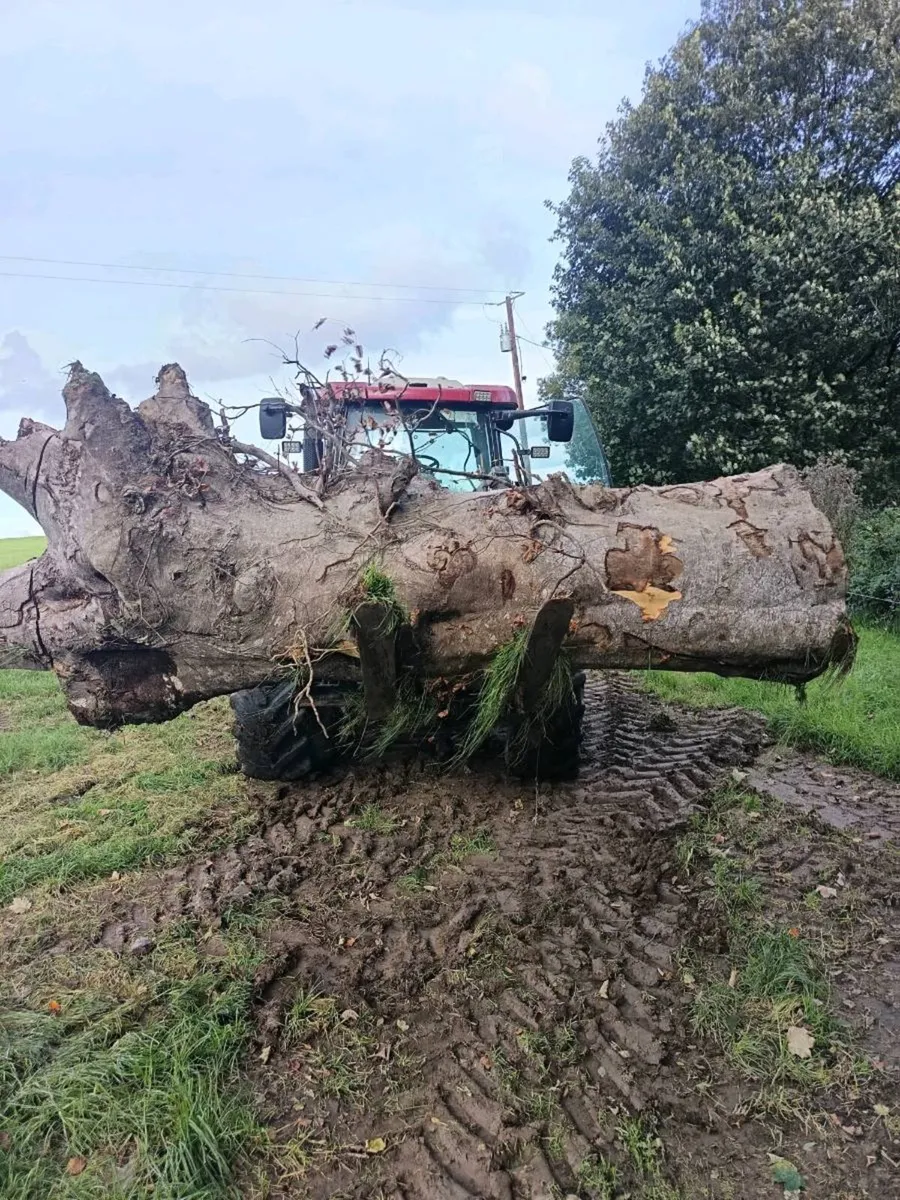Beech Firewood - Image 1