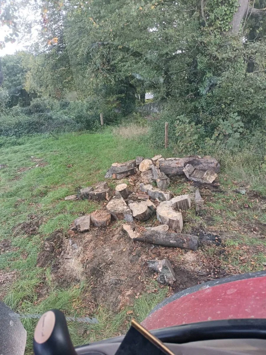 Beech Firewood - Image 4