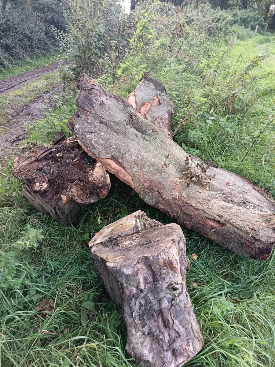 Beech Firewood - Image 2