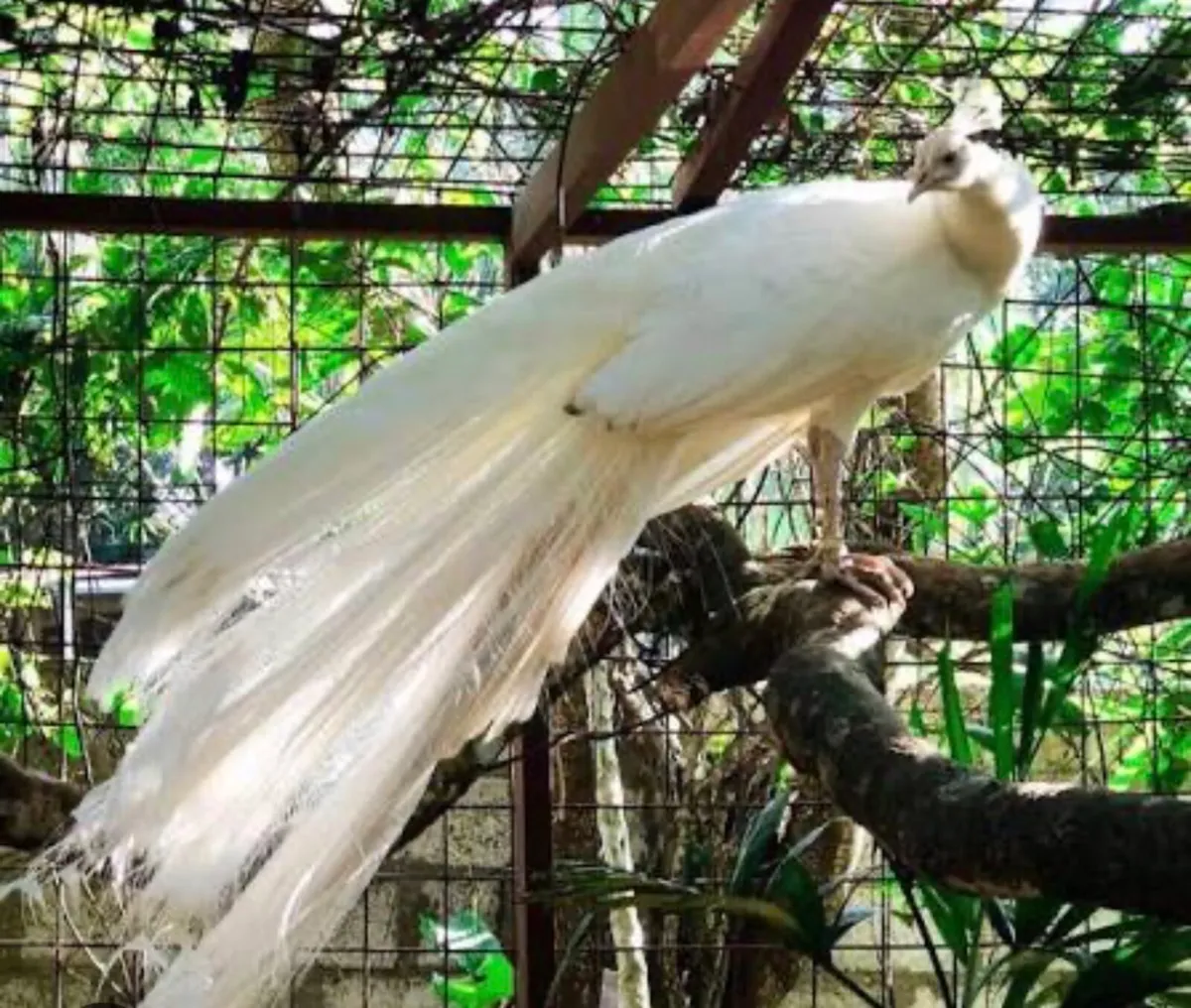 Peacock