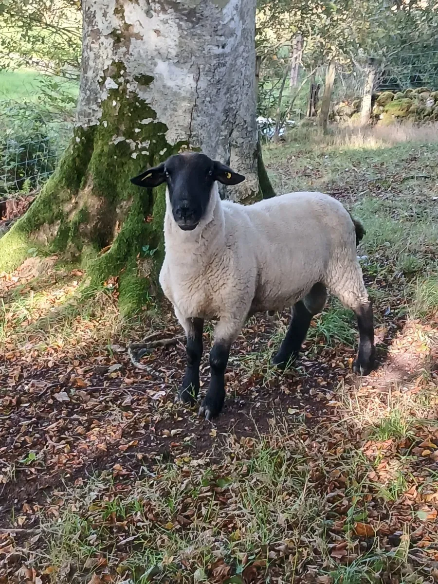 Ram - Image 1