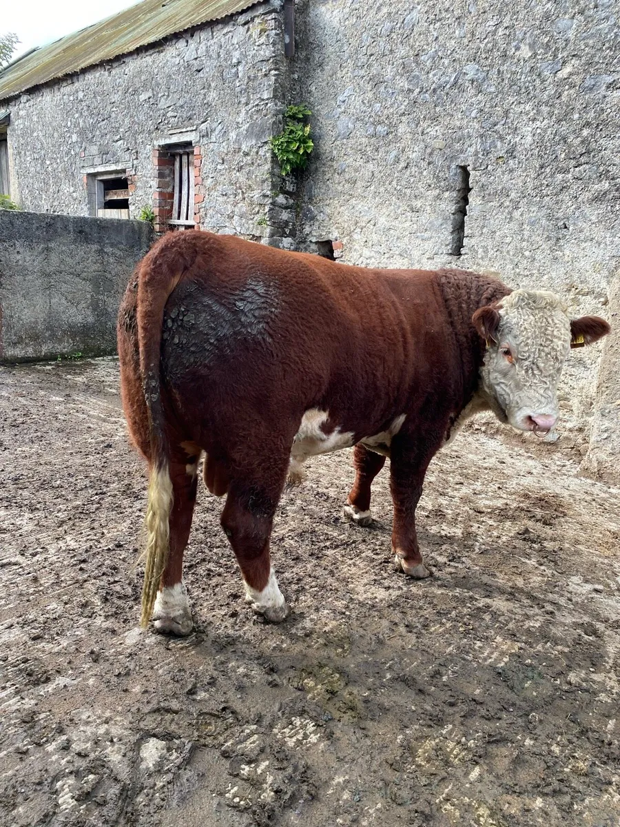 Hereford Bull - Image 1
