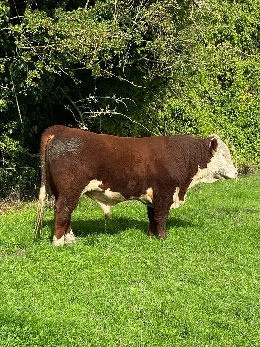 Hereford Bull - Image 2