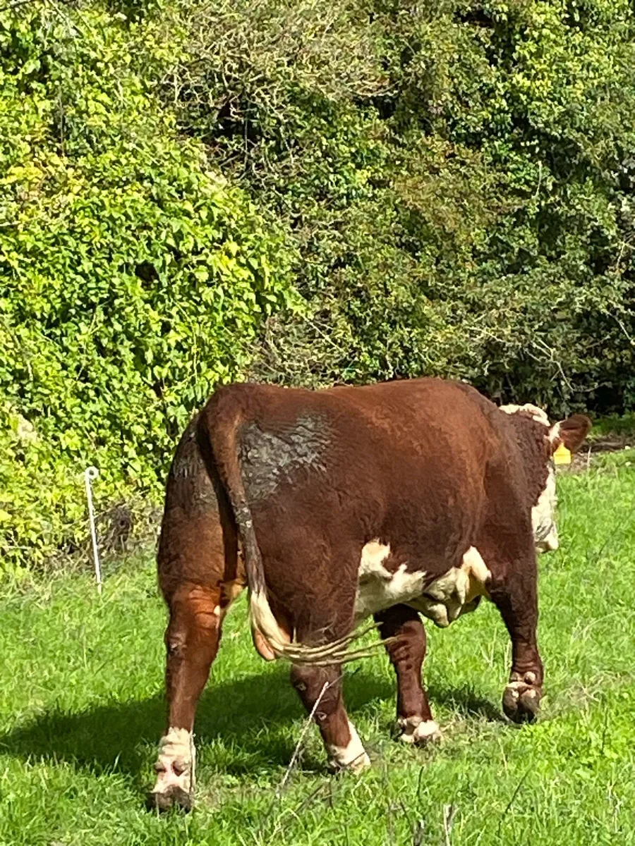 Hereford Bull - Image 3