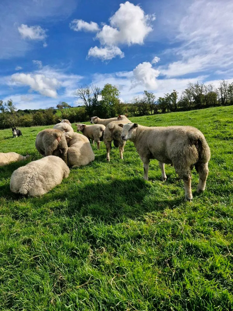 Pedigree rams - Image 4