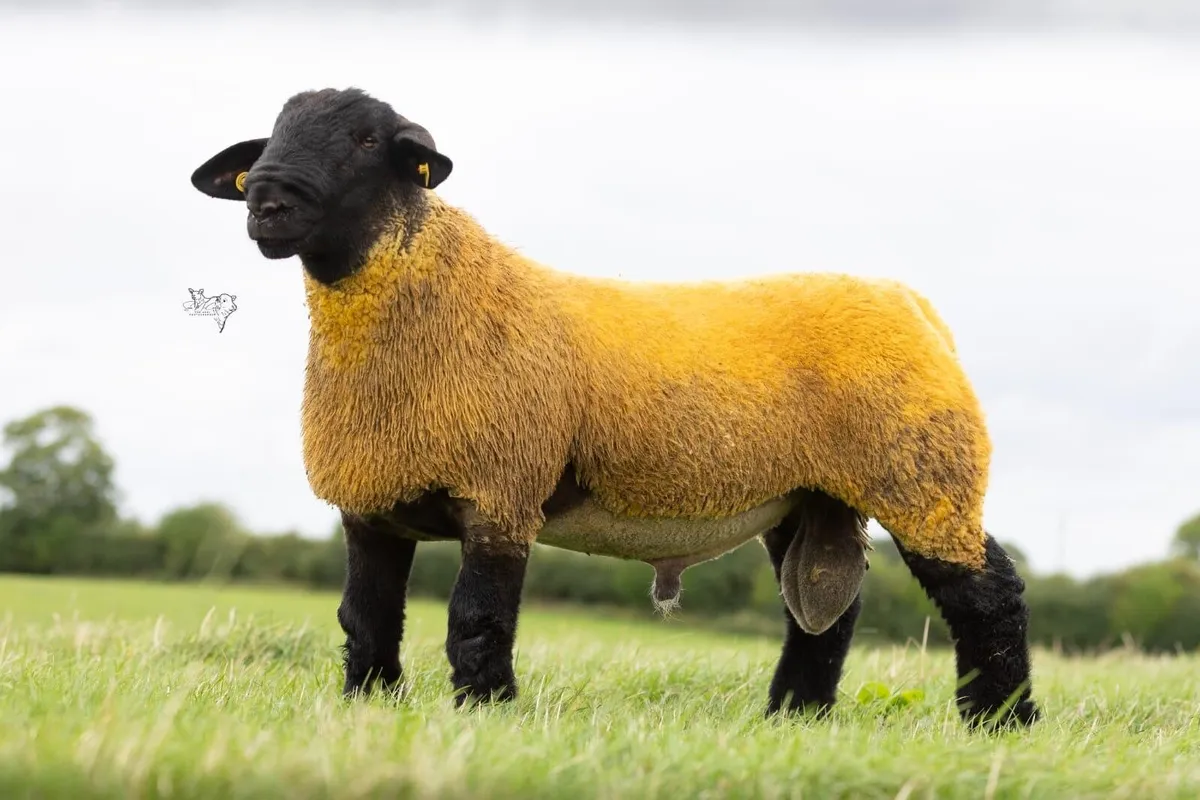 Pedigree rams at delvin mart. - Image 1