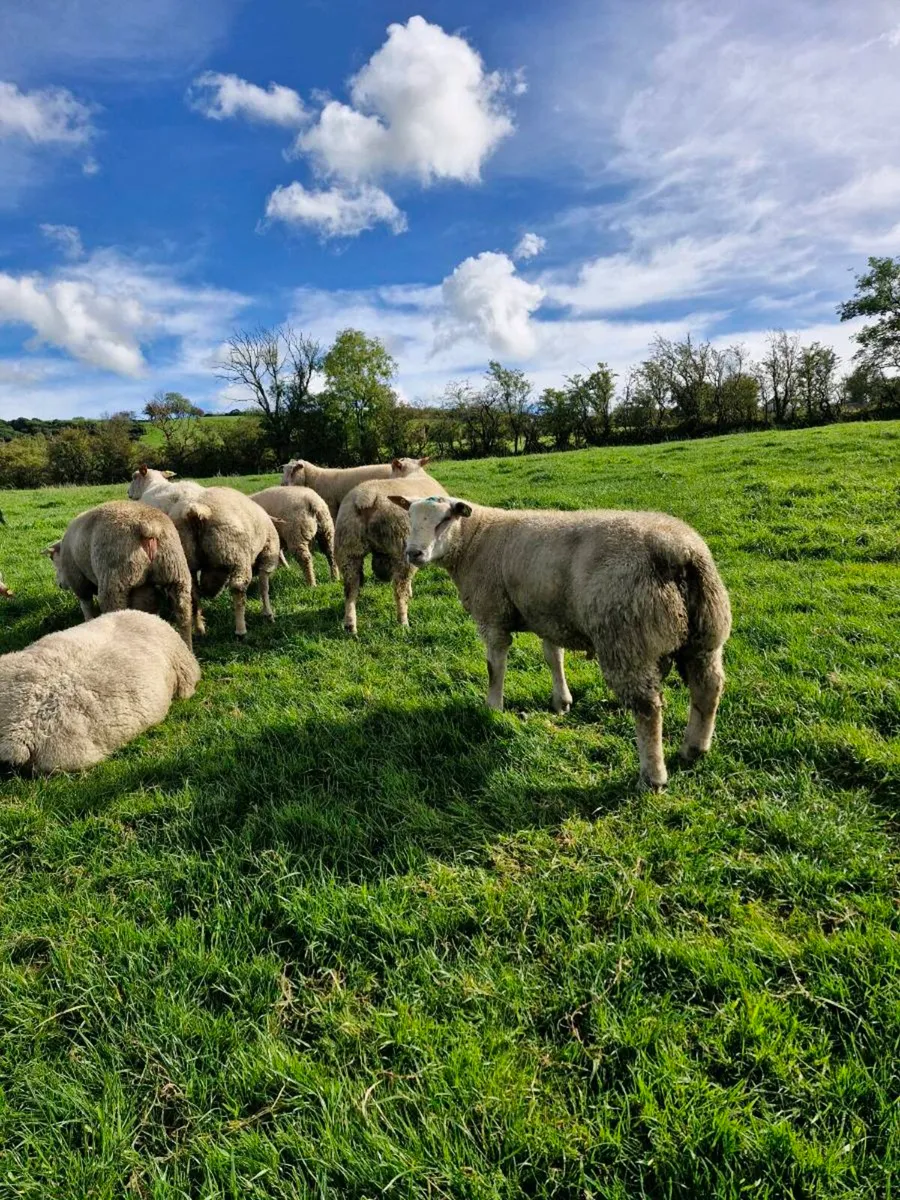 Pedigree rams - Image 1