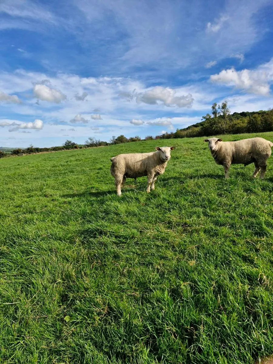 Pedigree rams - Image 2