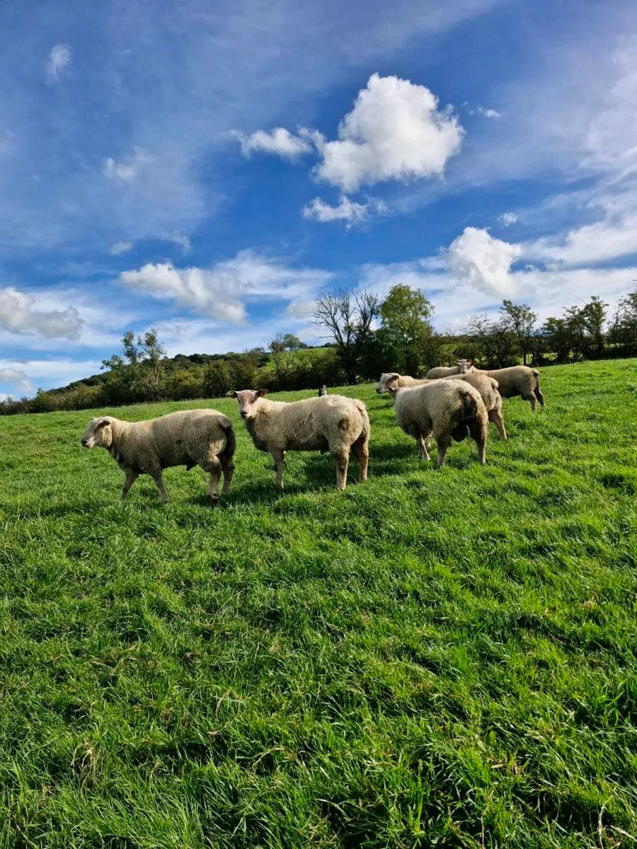 Pedigree rams - Image 3