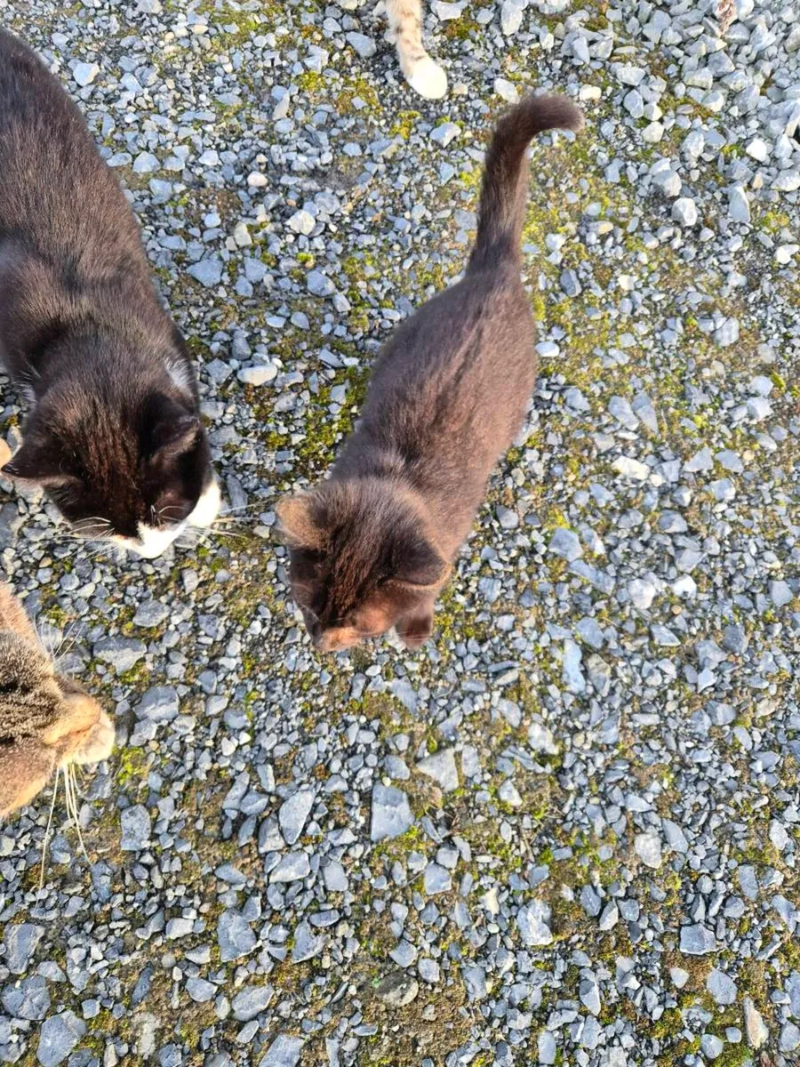 Kittens - Image 1