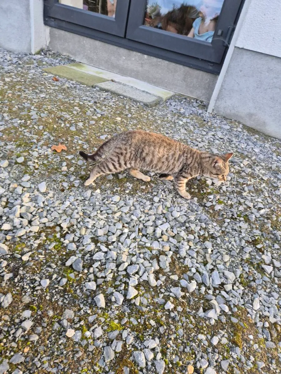 Kittens - Image 2