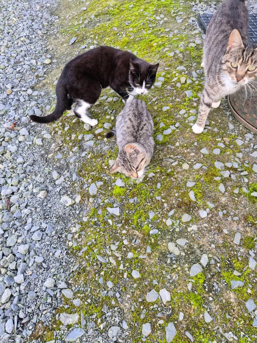 Kittens - Image 3