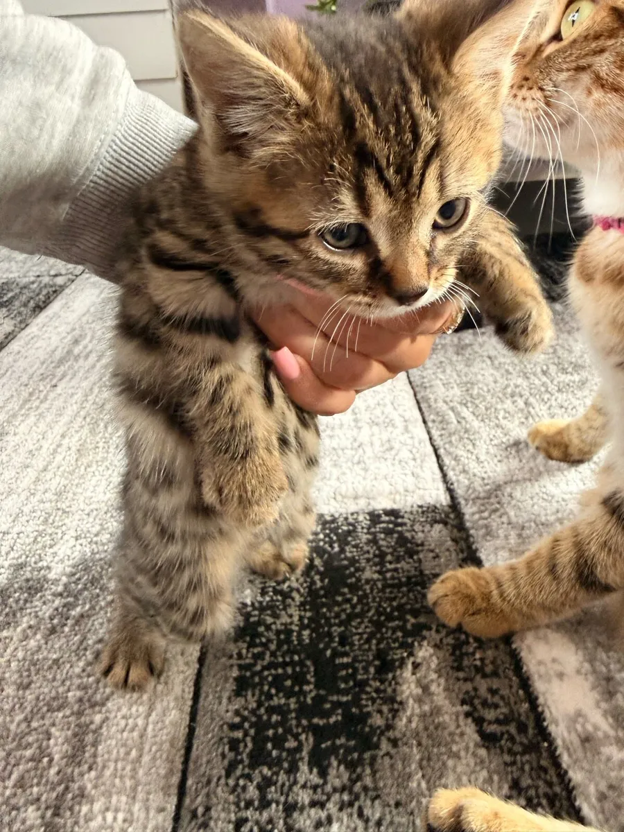 Kittens with Bengal mix - Image 3