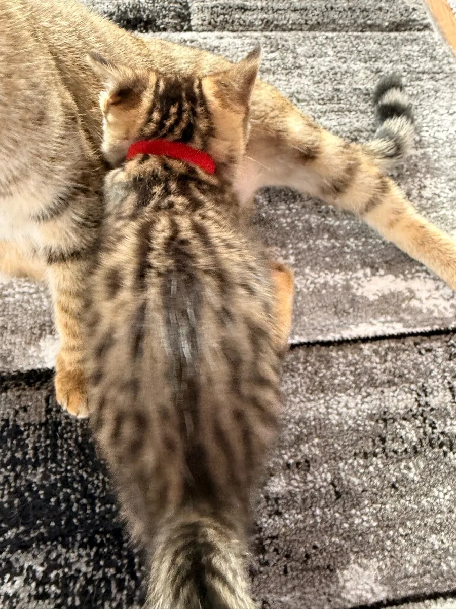 Kittens with Bengal mix - Image 4
