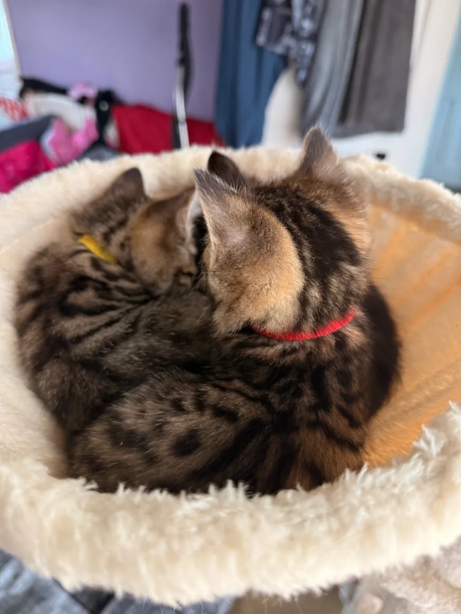 Kittens with Bengal mix - Image 1