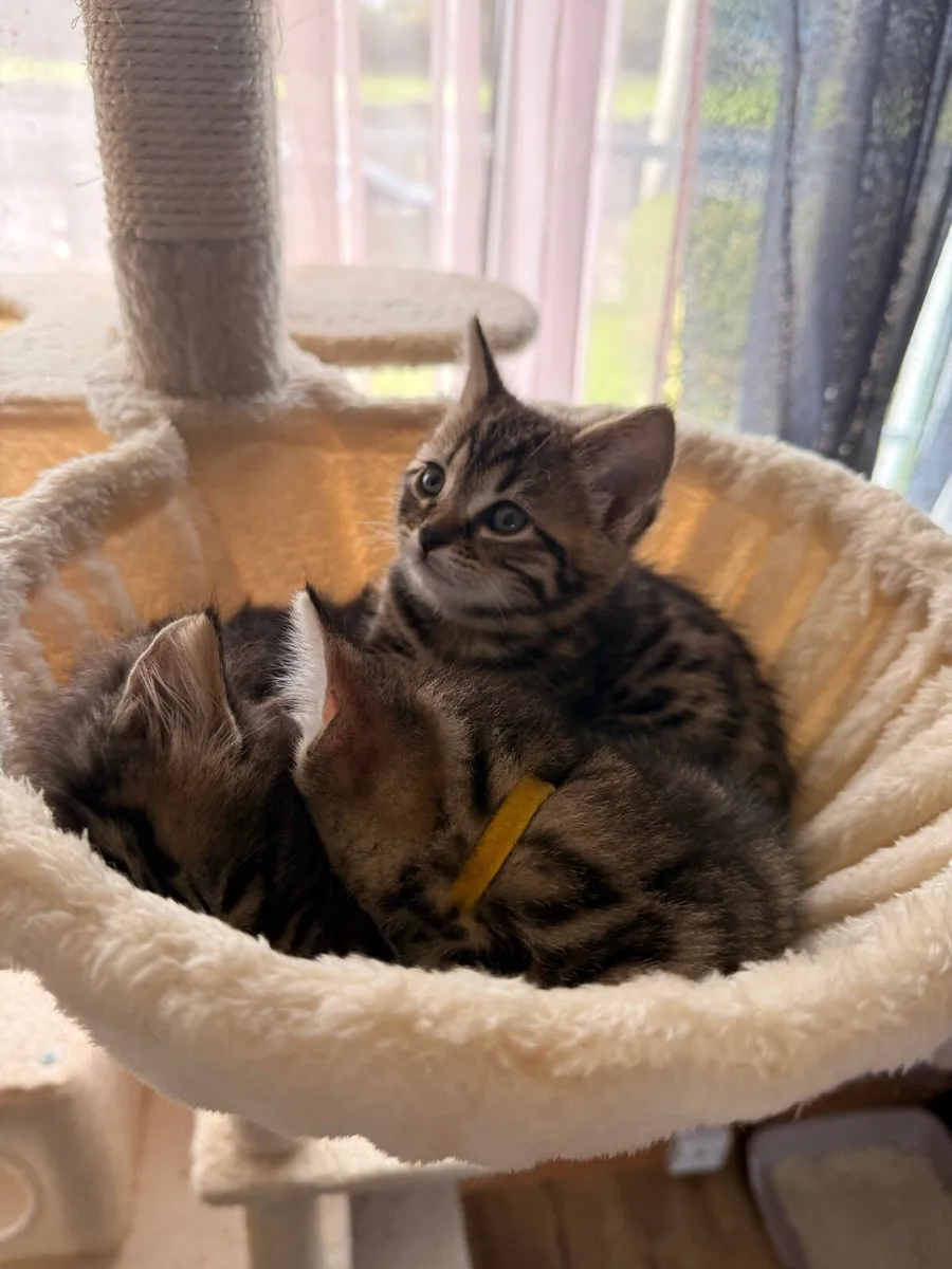 Kittens with Bengal mix - Image 2