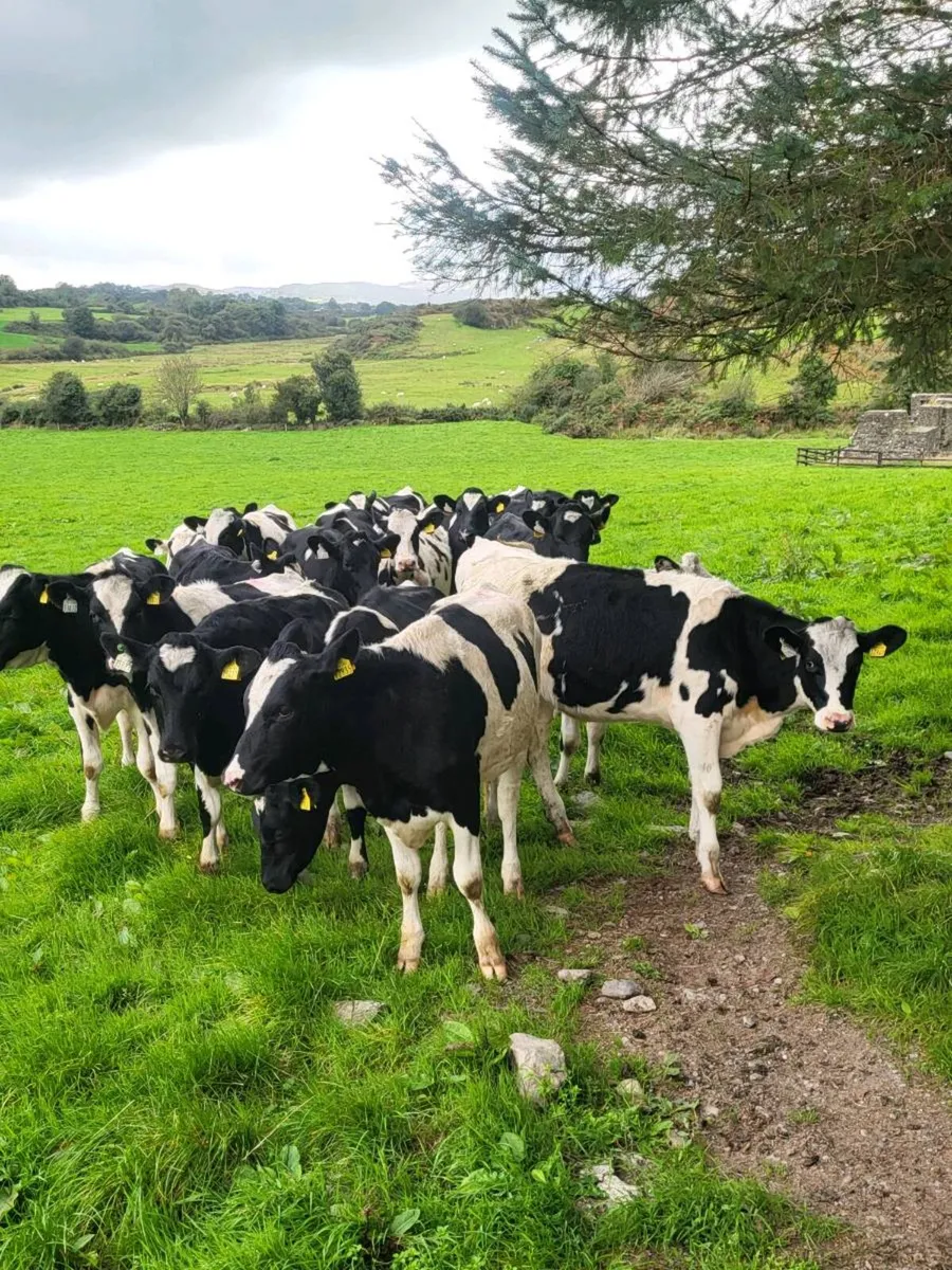 Pedigree friesan heifer weanlings - Image 1