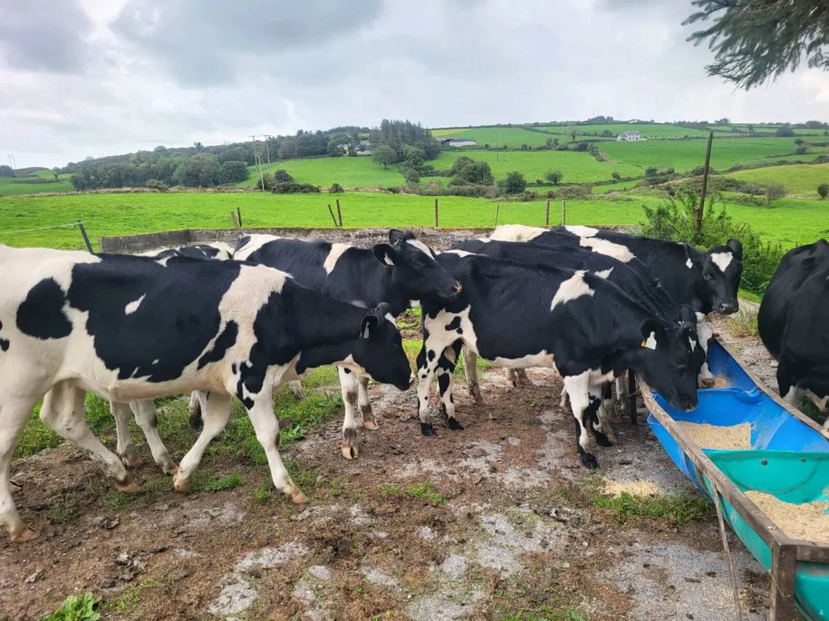 Pedigree friesan heifer weanlings - Image 2