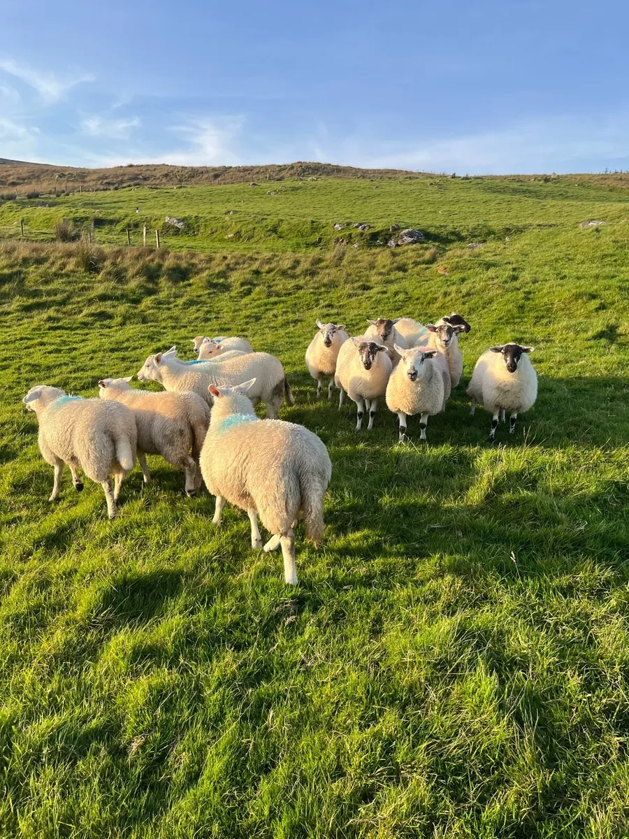 Hilltex organic ewe lambs - Image 4