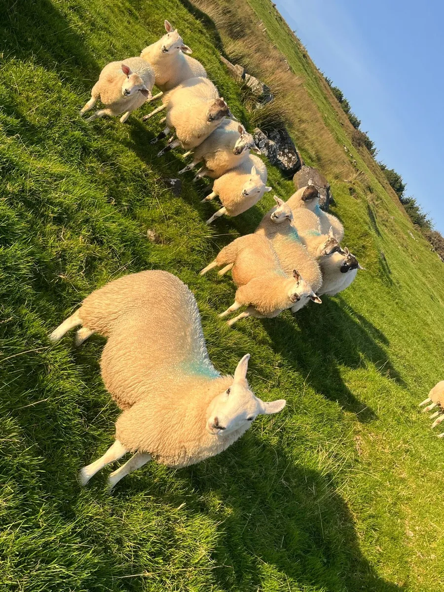 Hilltex organic ewe lambs - Image 1