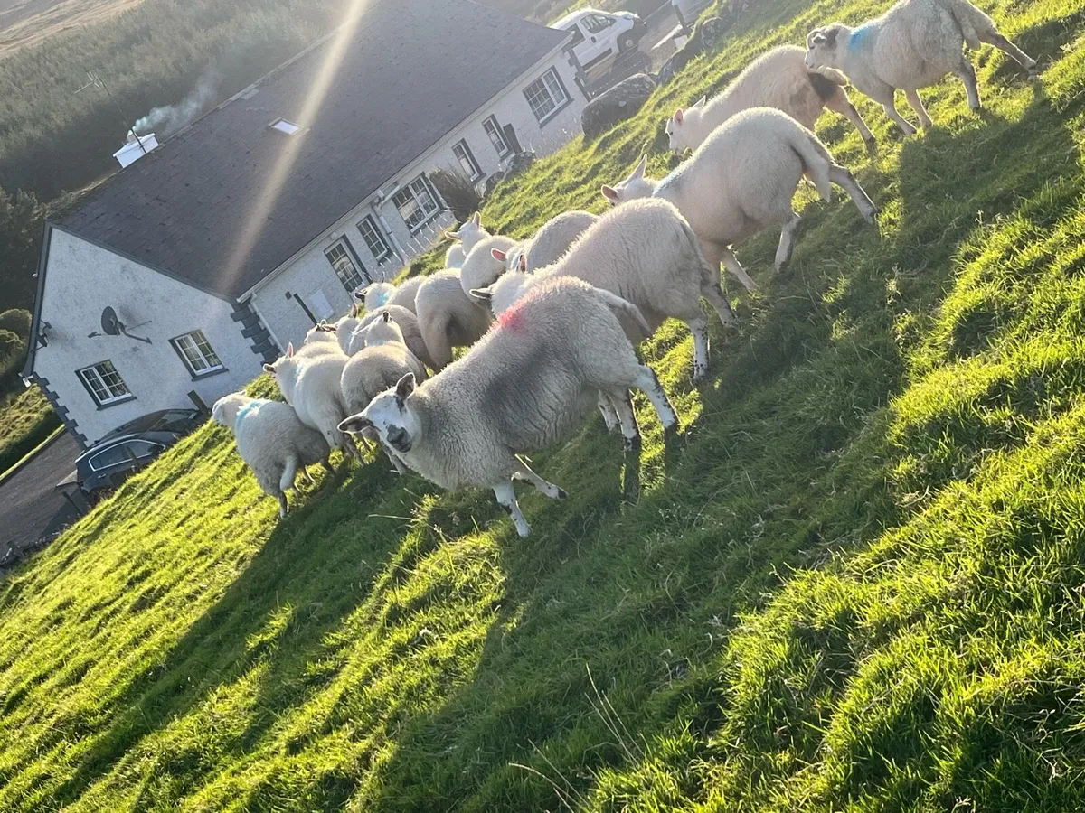 Hilltex organic ewe lambs - Image 2