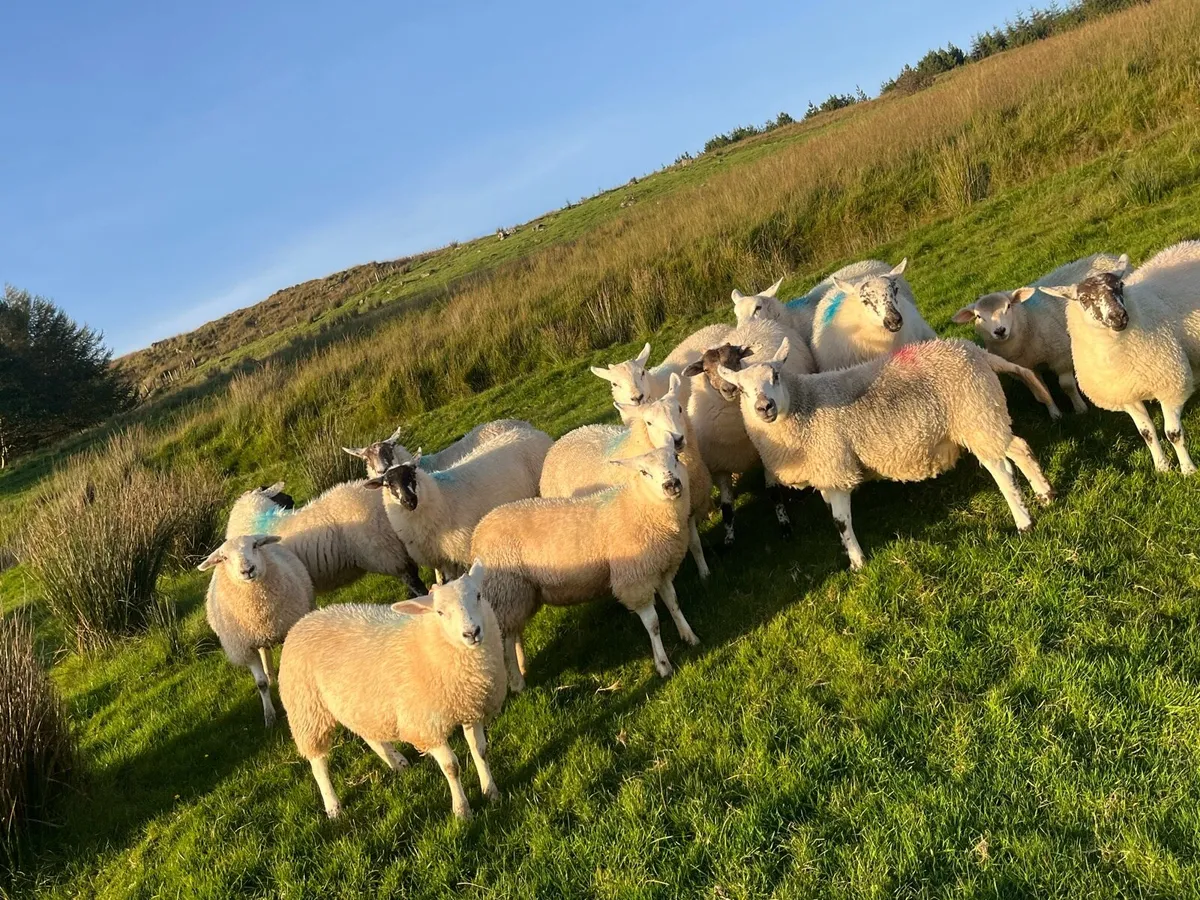 Hilltex organic ewe lambs - Image 3