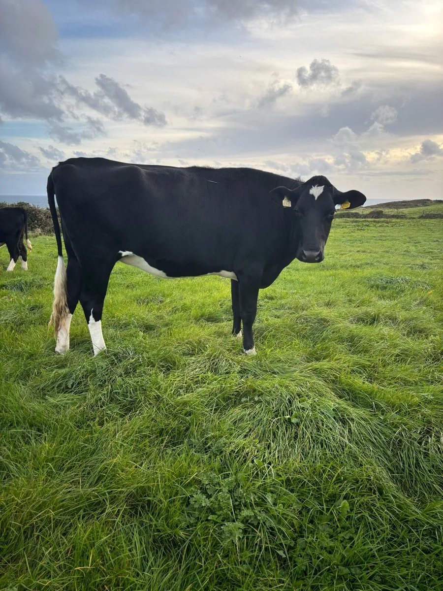 In calf Friesian heifer - Image 1