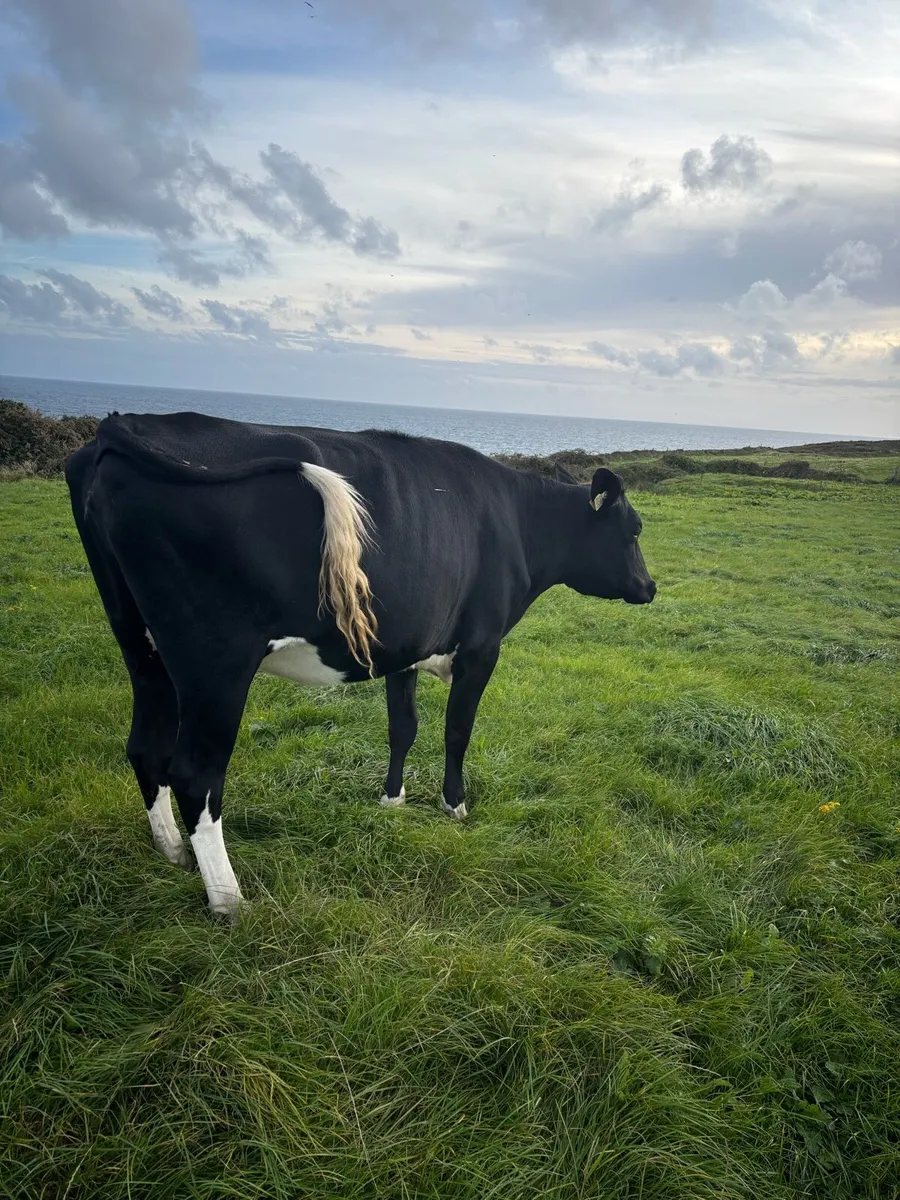 In calf Friesian heifer - Image 2