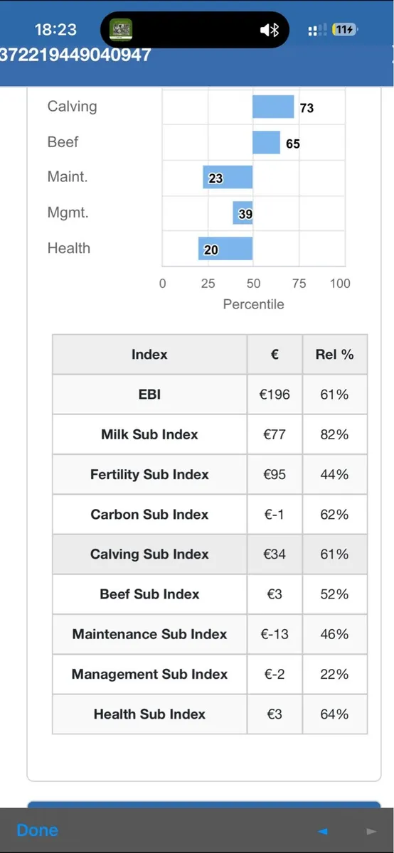 In calf Friesian heifer - Image 3