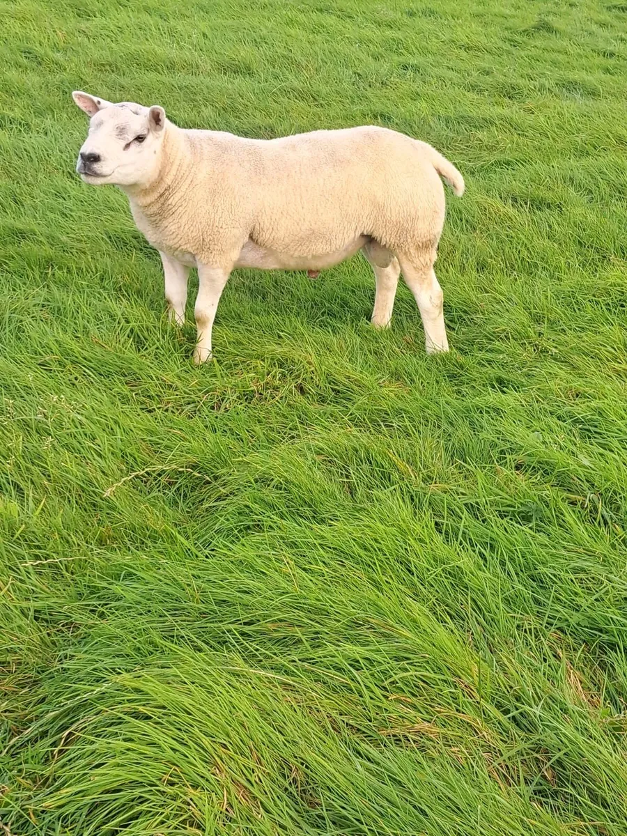 5 texal rams - Image 1