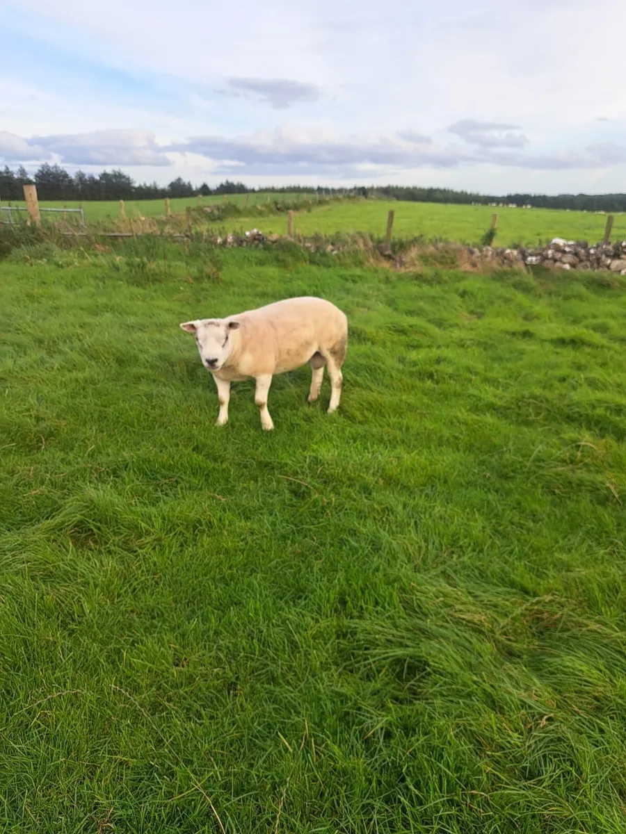 5 texal rams - Image 2