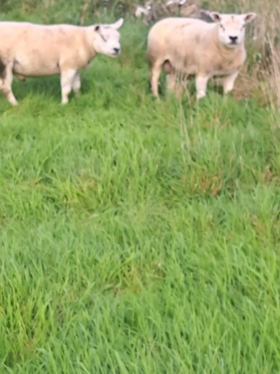 5 texal rams - Image 3