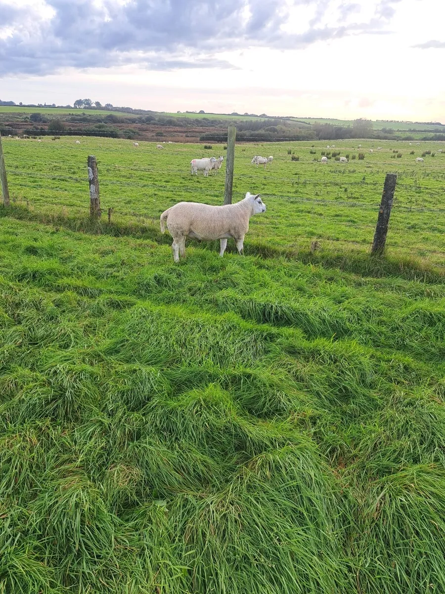 5 texal rams - Image 4