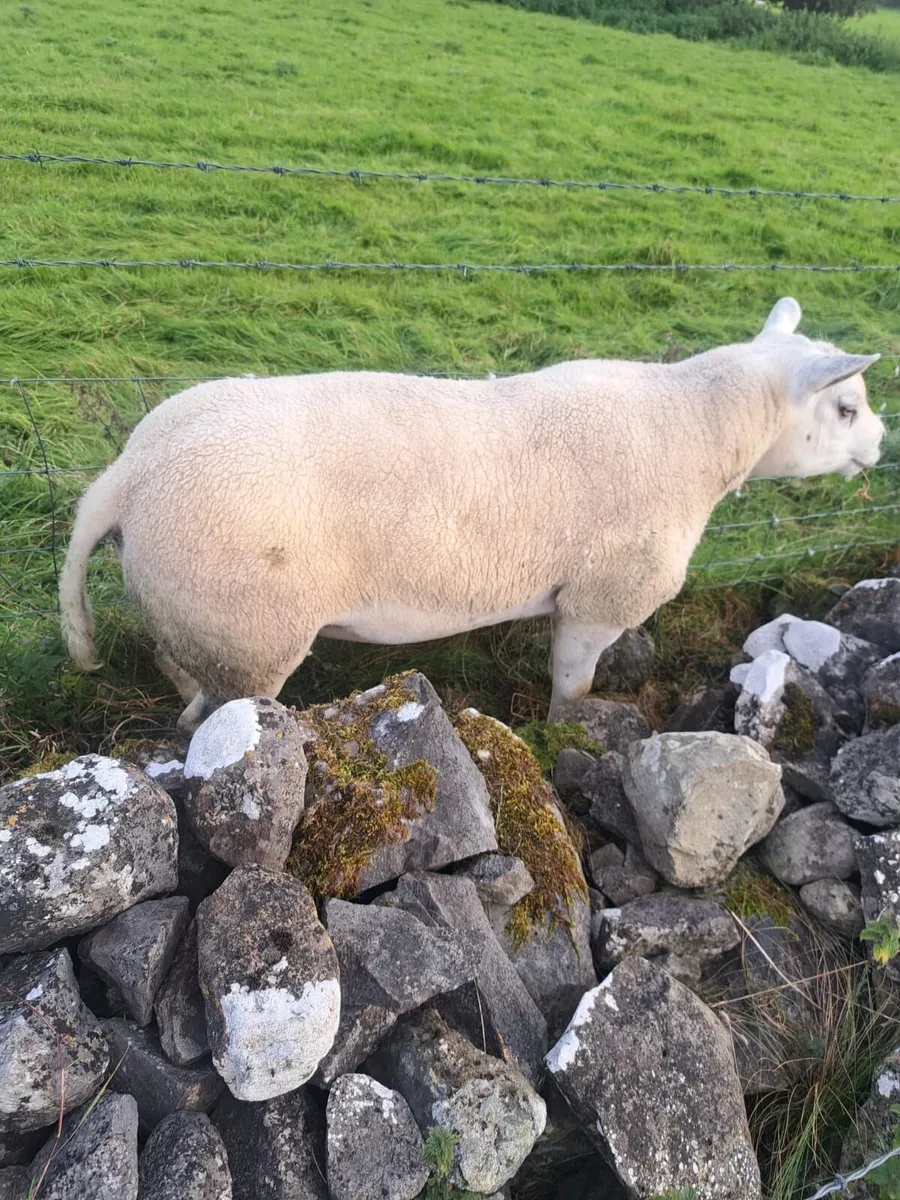5 texal rams - Image 4