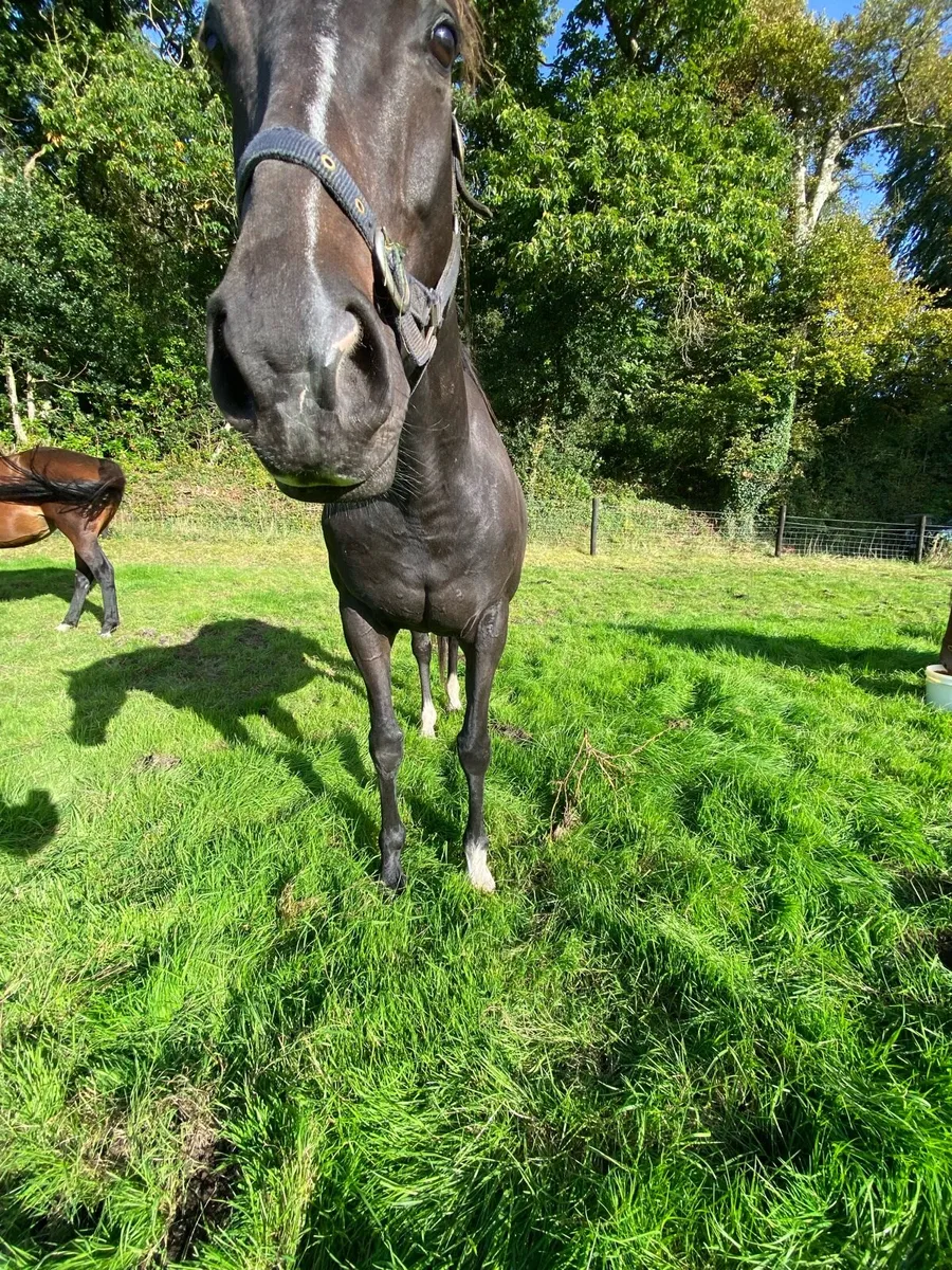 TB Broodmare - Image 4