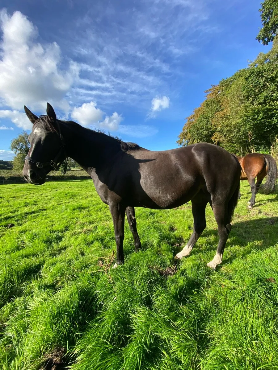 TB Broodmare - Image 1