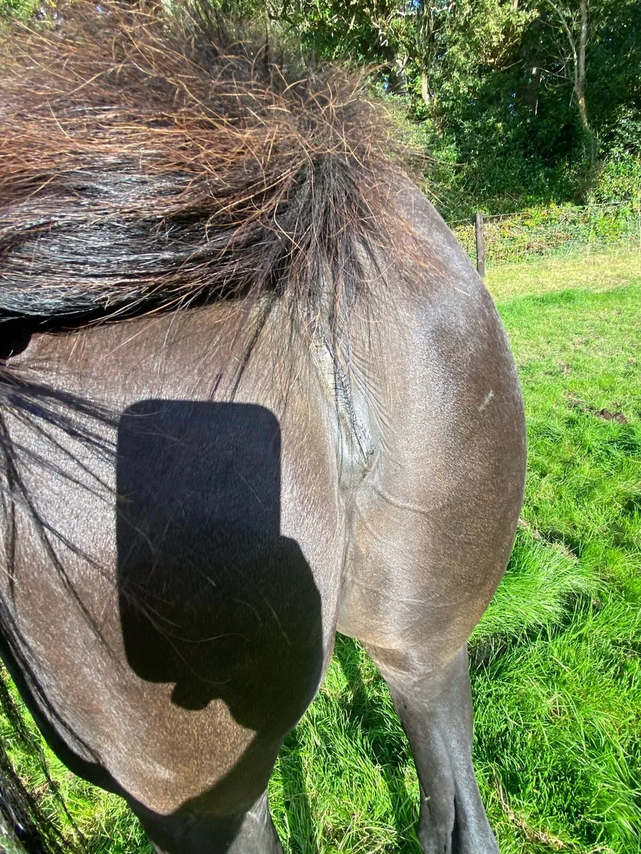 TB Broodmare - Image 2