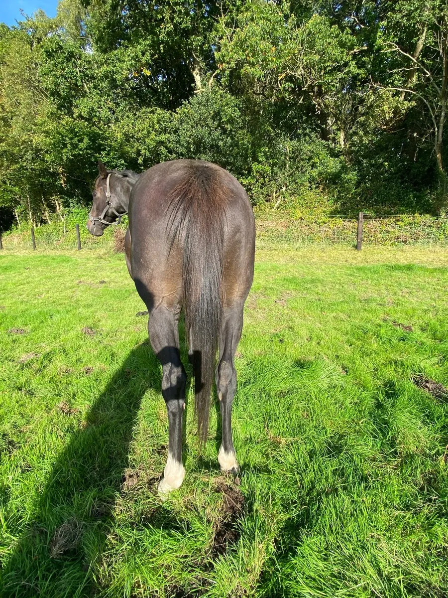 TB Broodmare - Image 3