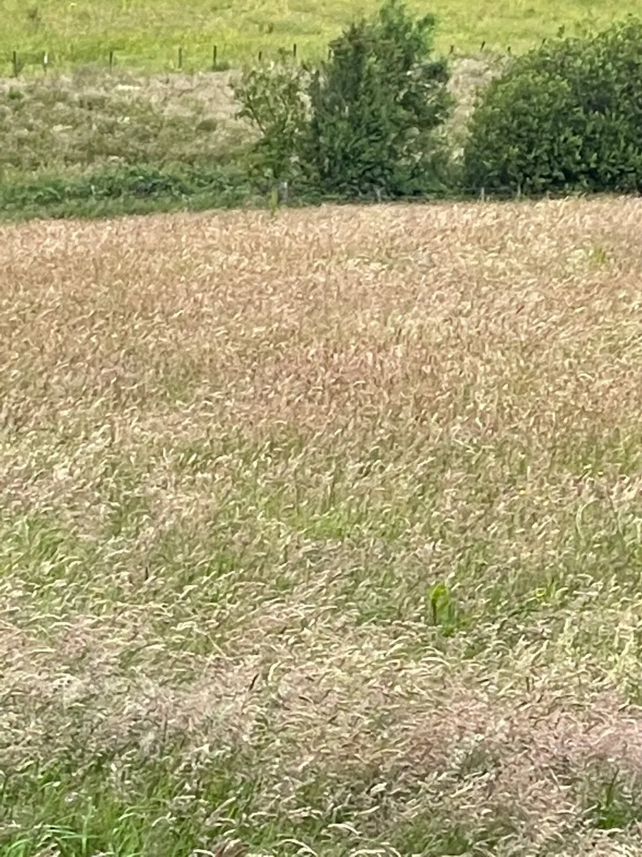 Round bales - Image 2