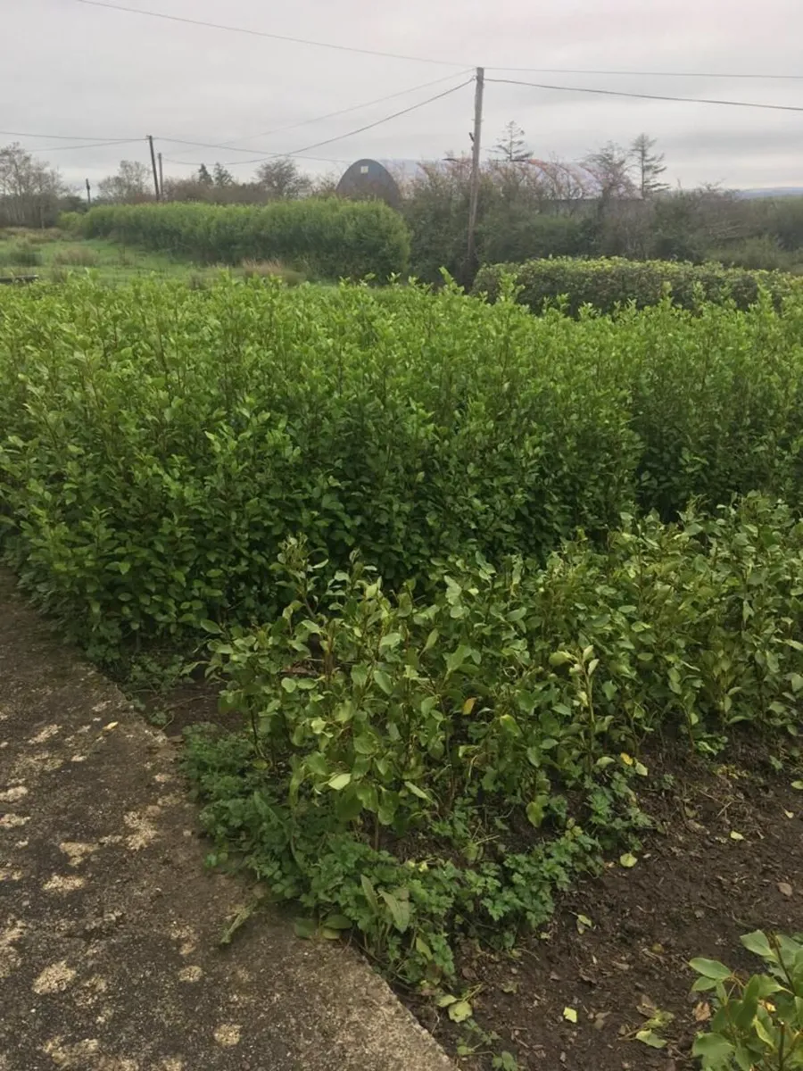 Griselinia for Sale North Kerry €1.50 - Image 1