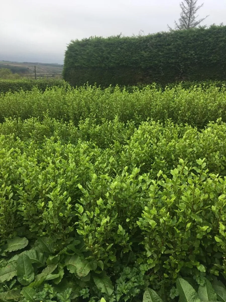 Griselinia for Sale North Kerry €1.50 - Image 2