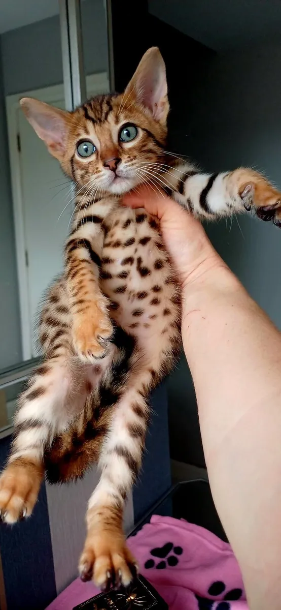 Amazing Purebred Bengal kittens - Image 1