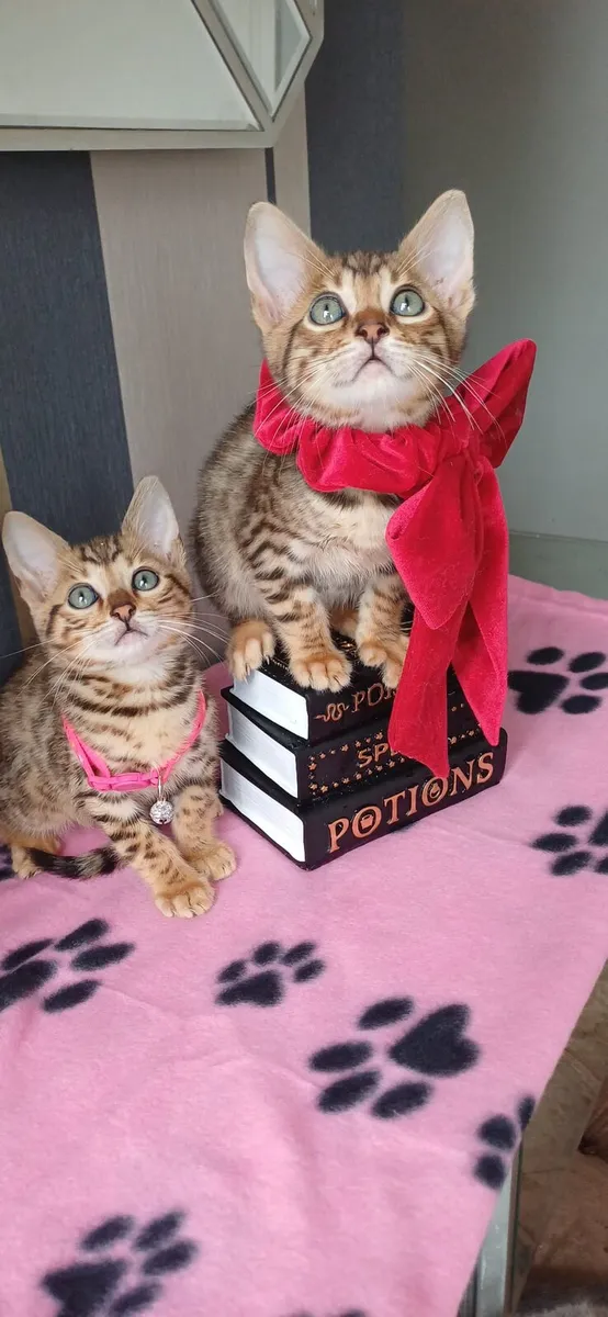 Amazing Purebred Bengal kittens - Image 2